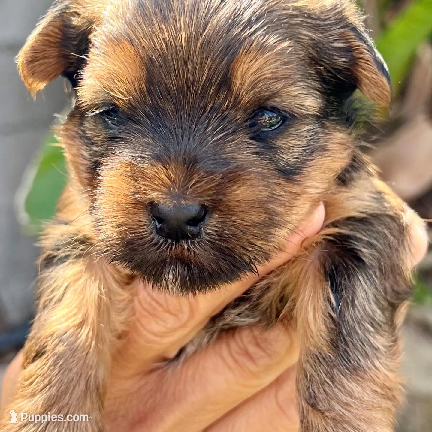 Male Blue Collar  – Yorkshire Terrier puppy for sale in Bakersfield, CA