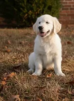 processed/c627d42b-75d9-4ab8-ae2d-c05a47cd9473/listing/18d29cec-6356-461b-a017-9c7fadf6d2cc/1229fed6-5111-4143-9594-bab0f05c7beb