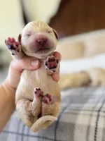 processed/c627d42b-75d9-4ab8-ae2d-c05a47cd9473/listing/33d32403-eef8-4b8f-bd8c-5c209b9864e2/4afb001e-24cb-4a94-a72c-1f36555f8096