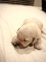 processed/c627d42b-75d9-4ab8-ae2d-c05a47cd9473/listing/47a9f92b-b80e-476e-ac68-1598312a30d3/d3779482-fd82-4c28-9f9a-6a3b3595177e