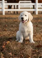 processed/c627d42b-75d9-4ab8-ae2d-c05a47cd9473/listing/7dba7aa2-d411-44e8-8d92-04490cd69fe4/2827de4a-03e4-4168-b54e-0d1c9f01bc99