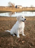 Mr. Montgomery, a male English Cream Golden Retriever for sale in Fayetteville, AR – Photo 4 of 9