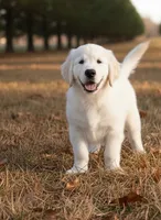 Mr. Montgomery, a male English Cream Golden Retriever for sale in Fayetteville, AR – Photo 3 of 9