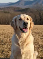Mr. Montgomery, a male English Cream Golden Retriever for sale in Fayetteville, AR – Photo 6 of 9