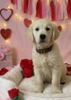 Mr. Montgomery, a male English Cream Golden Retriever for sale in Fayetteville, AR – Photo 1 of 9