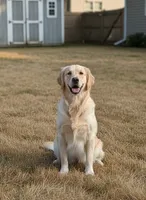 Mr. Montgomery, a male English Cream Golden Retriever for sale in Fayetteville, AR – Photo 5 of 9