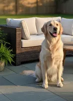 Mr. Montgomery, a male English Cream Golden Retriever for sale in Fayetteville, AR – Photo 7 of 9