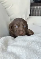 Pearl, a female Labrador Retriever for sale in Mulberry, FL – Photo 2 of 5