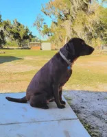 Pearl, a female Labrador Retriever for sale in Mulberry, FL – Photo 4 of 5