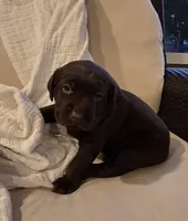 Pearl, a female Labrador Retriever for sale in Mulberry, FL – Photo 3 of 5