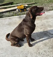 Tucker, a male Labrador Retriever for sale in Mulberry, FL – Photo 5 of 6