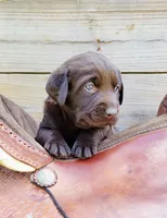 Tucker, a male Labrador Retriever for sale in Mulberry, FL – Photo 3 of 6