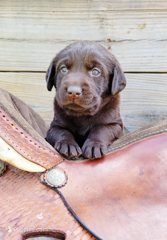 Tucker – Labrador Retriever puppy for sale in Mulberry, FL
