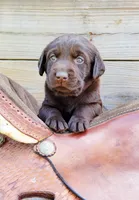 Tucker, a male Labrador Retriever for sale in Mulberry, FL – Photo 1 of 6
