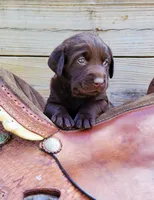 Tucker, a male Labrador Retriever for sale in Mulberry, FL – Photo 2 of 6