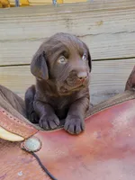 Tucker, a male Labrador Retriever for sale in Mulberry, FL – Photo 4 of 6