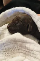 Lucy, a female Labrador Retriever for sale in Mulberry, FL – Photo 2 of 4