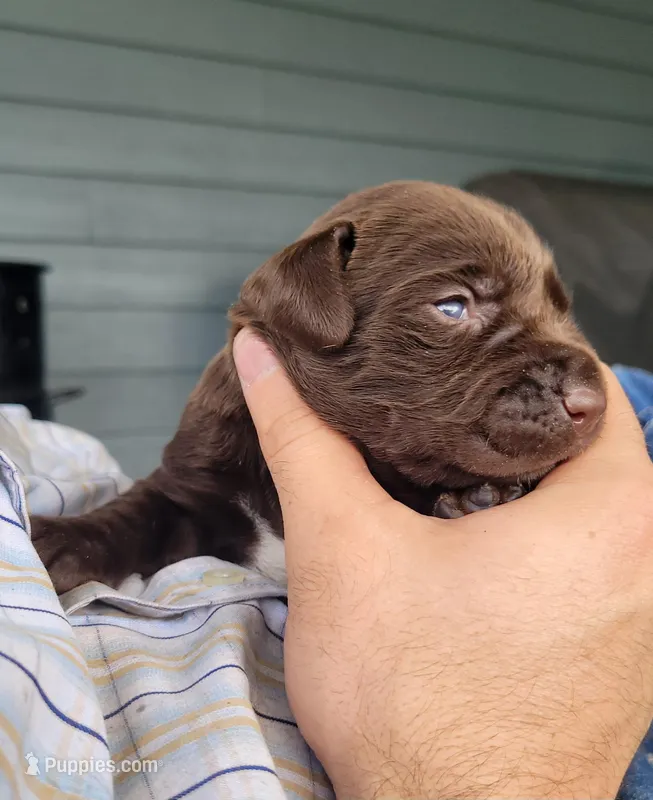 Lucy – Labrador Retriever puppy for sale in Mulberry, FL