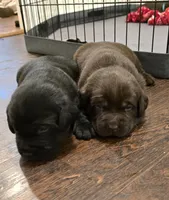 Hank, a male Labrador Retriever for sale in Mulberry, FL – Photo 2 of 4