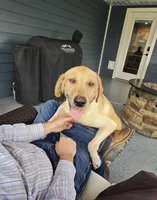 Hank, a male Labrador Retriever for sale in Mulberry, FL – Photo 3 of 4