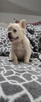 Fluffy , a male French Bulldog for sale in Inman, SC – 9 of 10