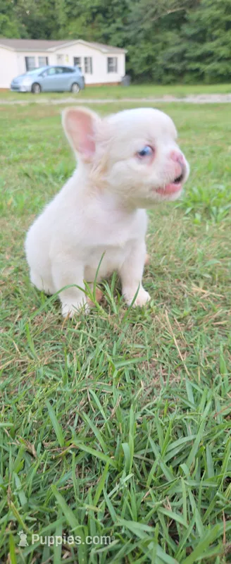 Alisa – French Bulldog puppy for sale in Inman, SC