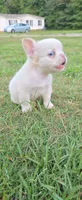 Alisa, a female French Bulldog for sale in Inman, SC – 1 of 10