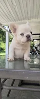 Fluffy , a male French Bulldog for sale in Inman, SC – 5 of 10
