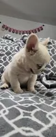 Fluffy , a male French Bulldog for sale in Inman, SC – 7 of 10