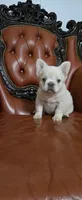 Fluffy , a male French Bulldog for sale in Inman, SC – 2 of 10