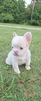 Alisa, a female French Bulldog for sale in Inman, SC – 3 of 10