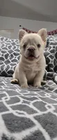 Fluffy , a male French Bulldog for sale in Inman, SC – 8 of 10