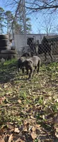 Zorro, a male Cane Corso for sale in Inman, SC – Photo 10 of 10