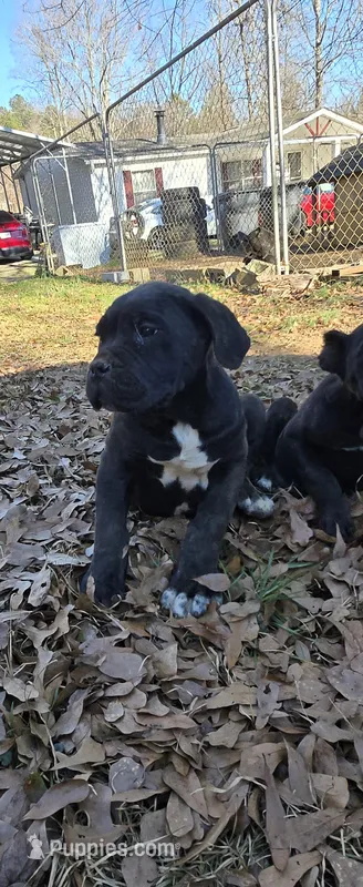 Zorro, a male Cane Corso for sale in Inman, SC – Photo 1 of 10