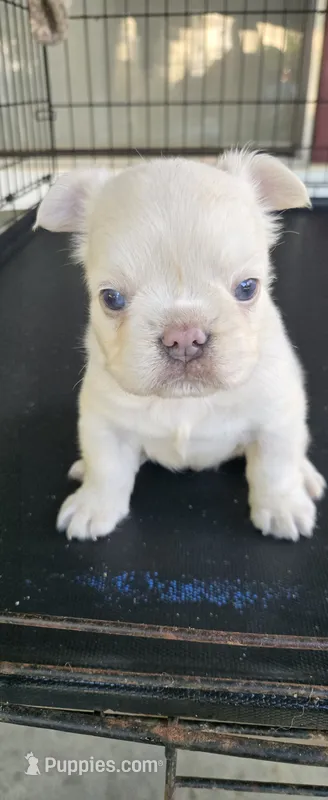 Boris – French Bulldog puppy for sale in Inman, SC