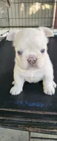Boris, a male French Bulldog for sale in Inman, SC – 1 of 8