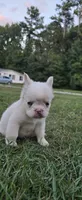 Alisa, a female French Bulldog for sale in Inman, SC – 2 of 10