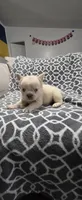 Snow, a male French Bulldog for sale in Inman, SC – 5 of 10