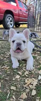 B, a male French Bulldog for sale in Inman, SC – Photo 3 of 10