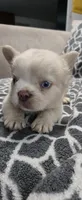 Snow, a male French Bulldog for sale in Inman, SC – 2 of 10