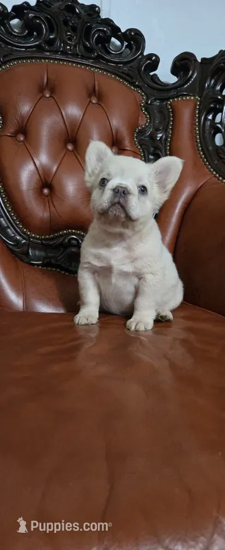 Fluffy  – French Bulldog puppy for sale in Inman, SC