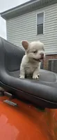 Boris, a male French Bulldog for sale in Inman, SC – 8 of 8