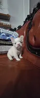 Snow, a male French Bulldog for sale in Inman, SC – 6 of 10