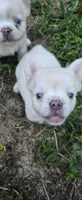 Boris, a male French Bulldog for sale in Inman, SC – 4 of 8