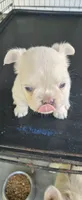 Boris, a male French Bulldog for sale in Inman, SC – 5 of 8