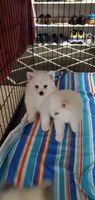 Snow , a male American Eskimo for sale in Inman, SC – 4 of 4