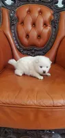 Snow , a male American Eskimo for sale in Inman, SC – 2 of 4