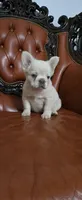 Fluffy , a male French Bulldog for sale in Inman, SC – 6 of 10