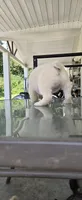 Fluffy , a male French Bulldog for sale in Inman, SC – 4 of 10