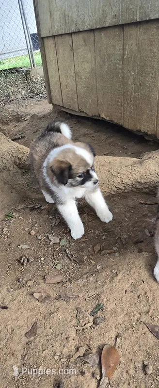 Cutest  – American Eskimo puppy for sale in Inman, SC